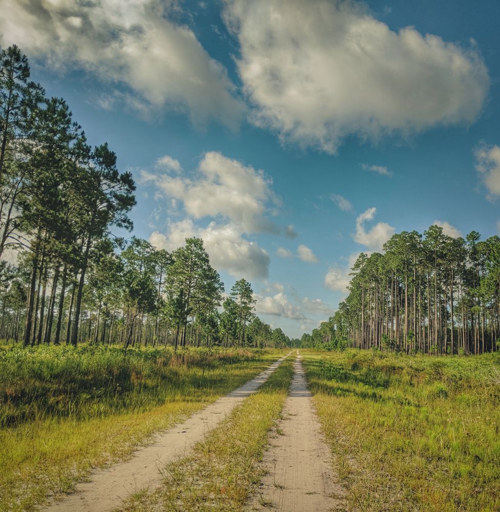 Trail at Apalachicola National Forest