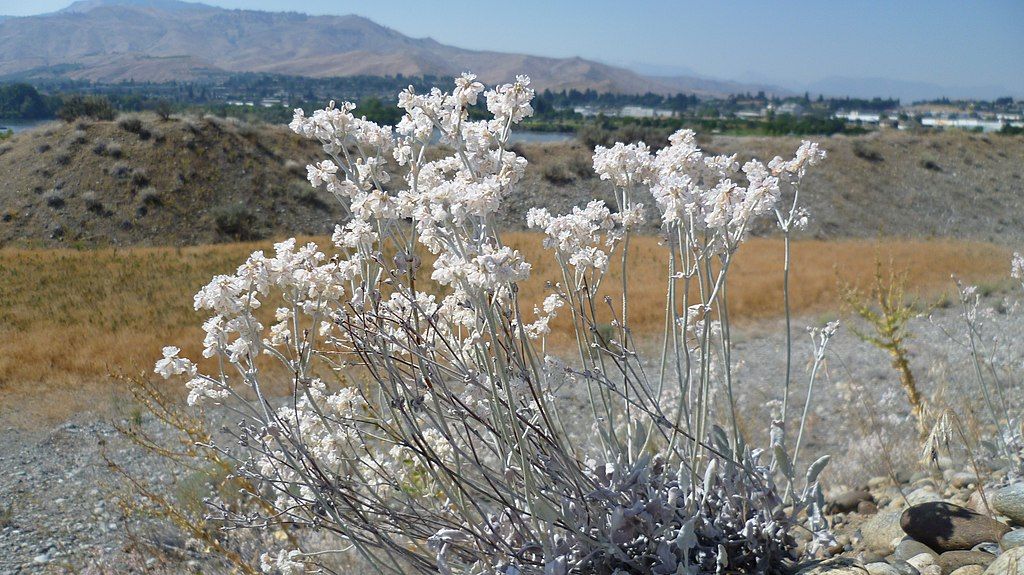 Wildflowers along Apple Capital Recreation Loop Trail