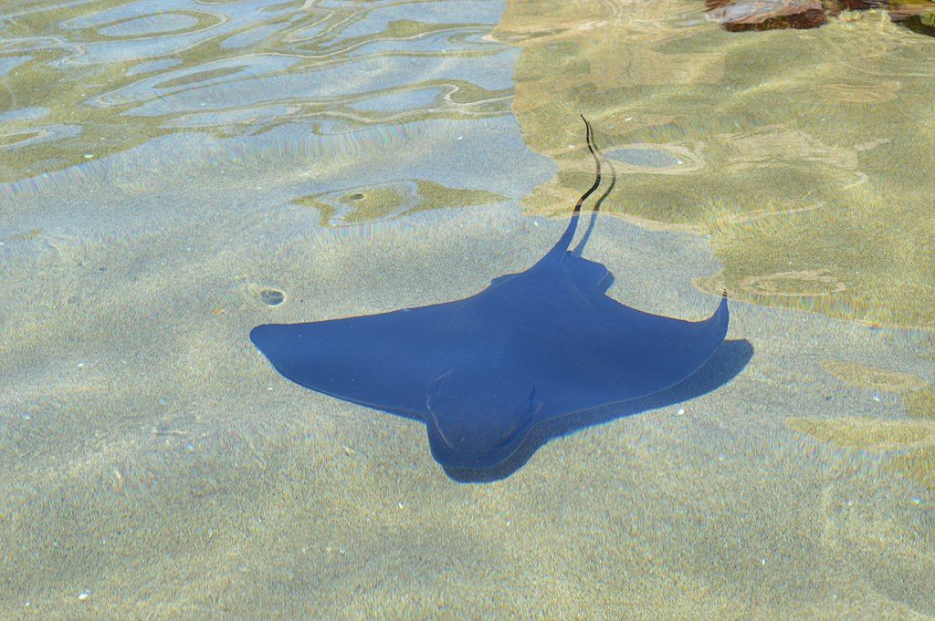Ray fish at Aquarium of the Pacific