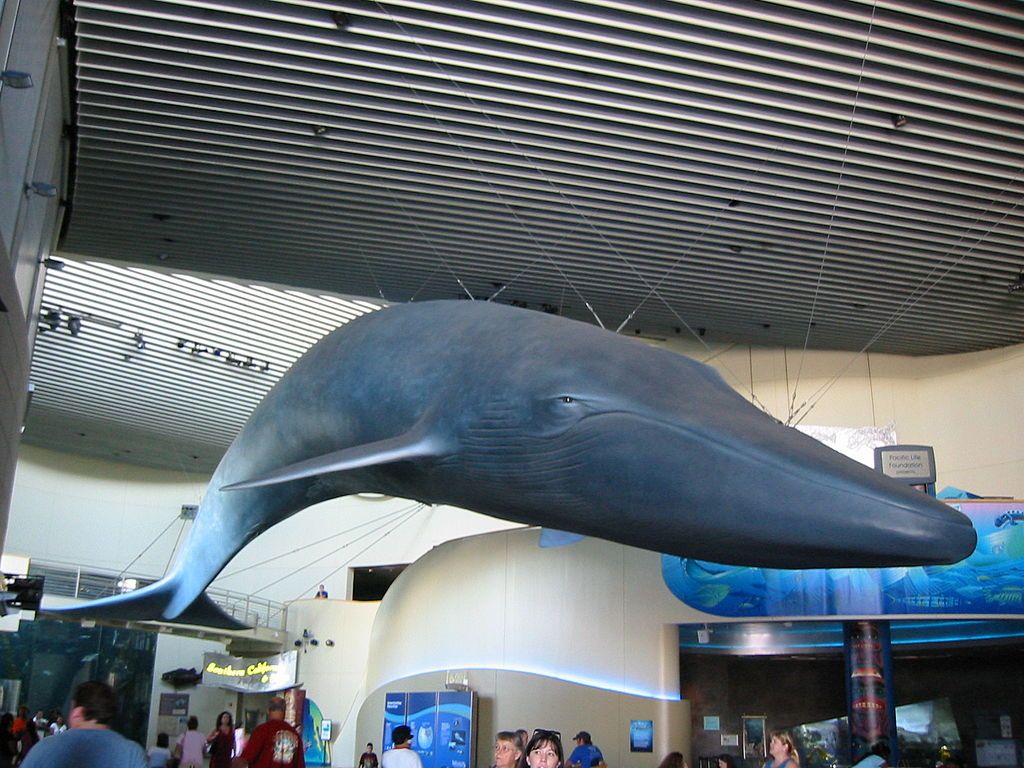 Sculpture of a whale at Aquarium of the Pacific