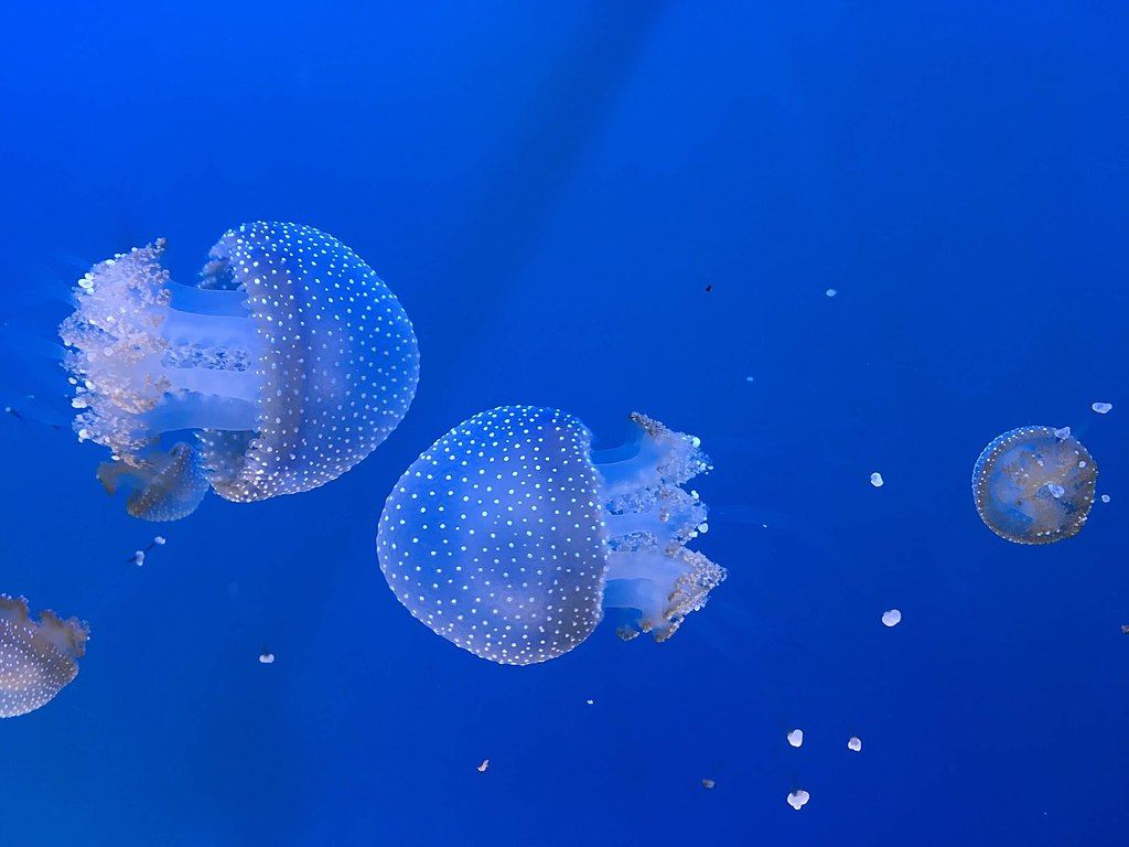 Jelly Fish at Aquarium of the Pacific