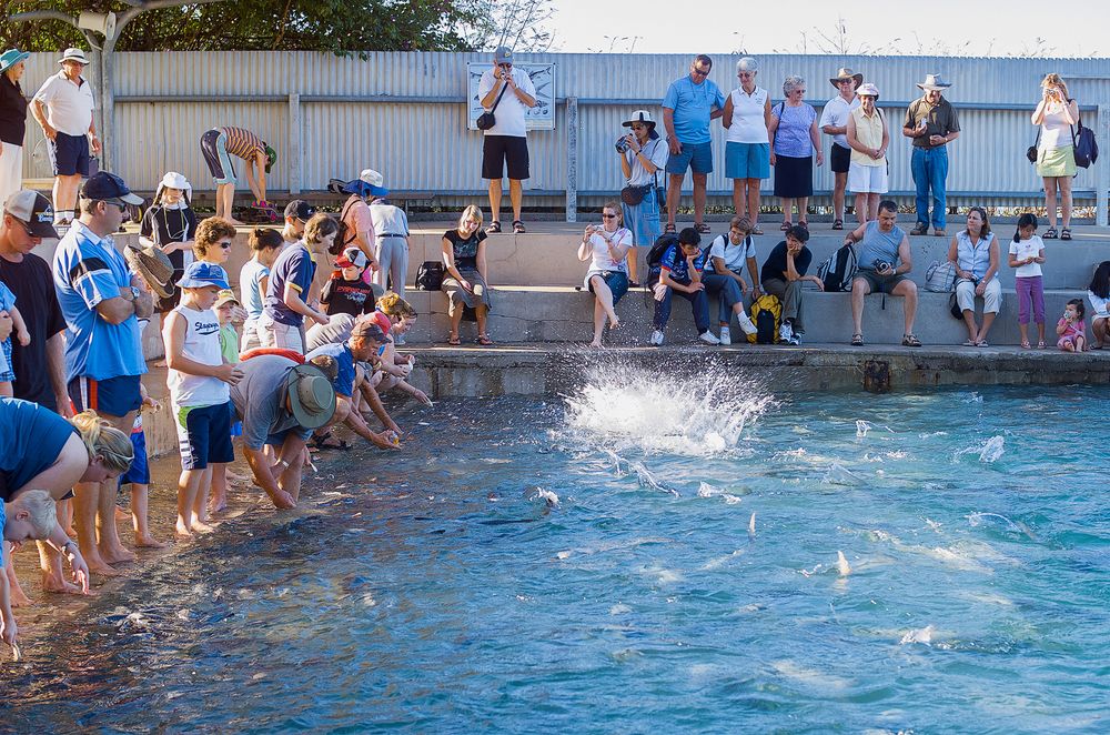 Kids and adults enjoying feeding the Fishes at Aquascene Fish Feeding Sanctuary