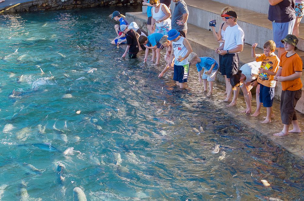 Fishes swarming around the tourists with food at Aquascene Fish Feeding Sanctuary