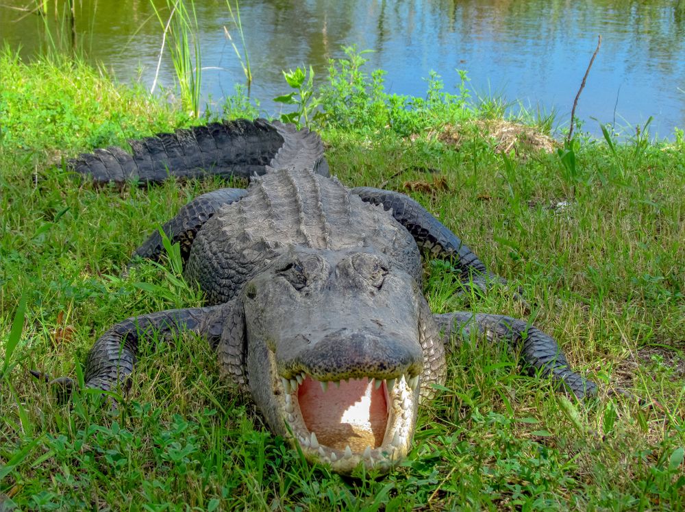 Alligator at Aransas Wildlife Refuge