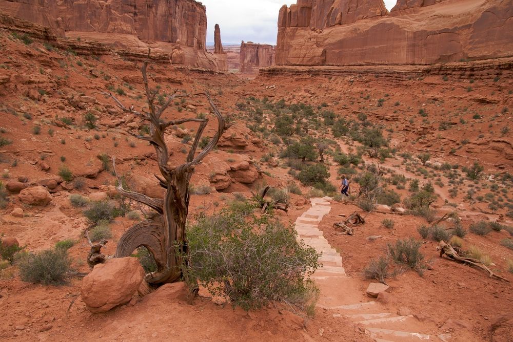 A driftwood along Park Avenue Trailhead