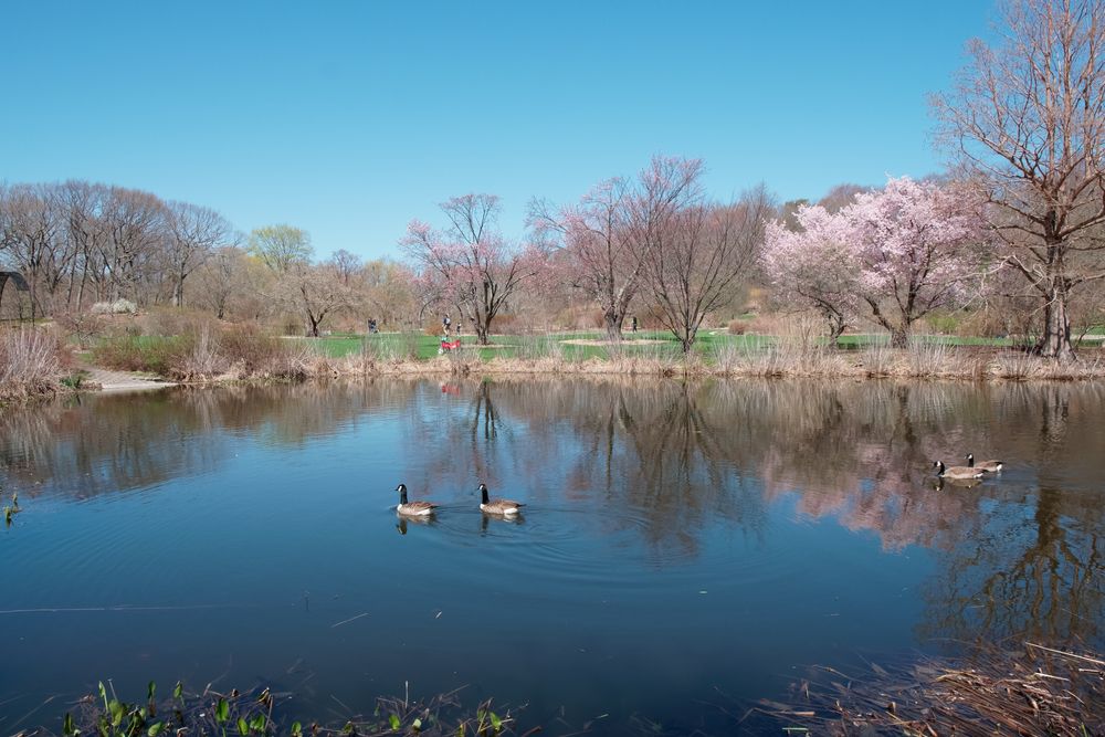 Scenic landscape of Arnold Arboretum