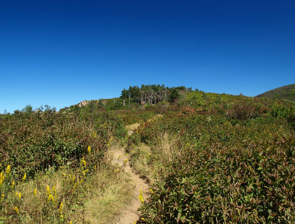 Daytime view of Art Loeb Trail