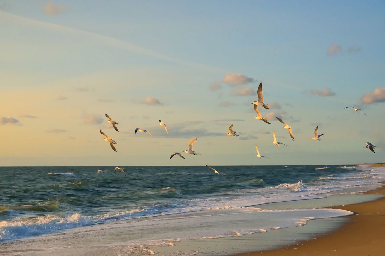 Scenic view of Assateague Island, Maryland