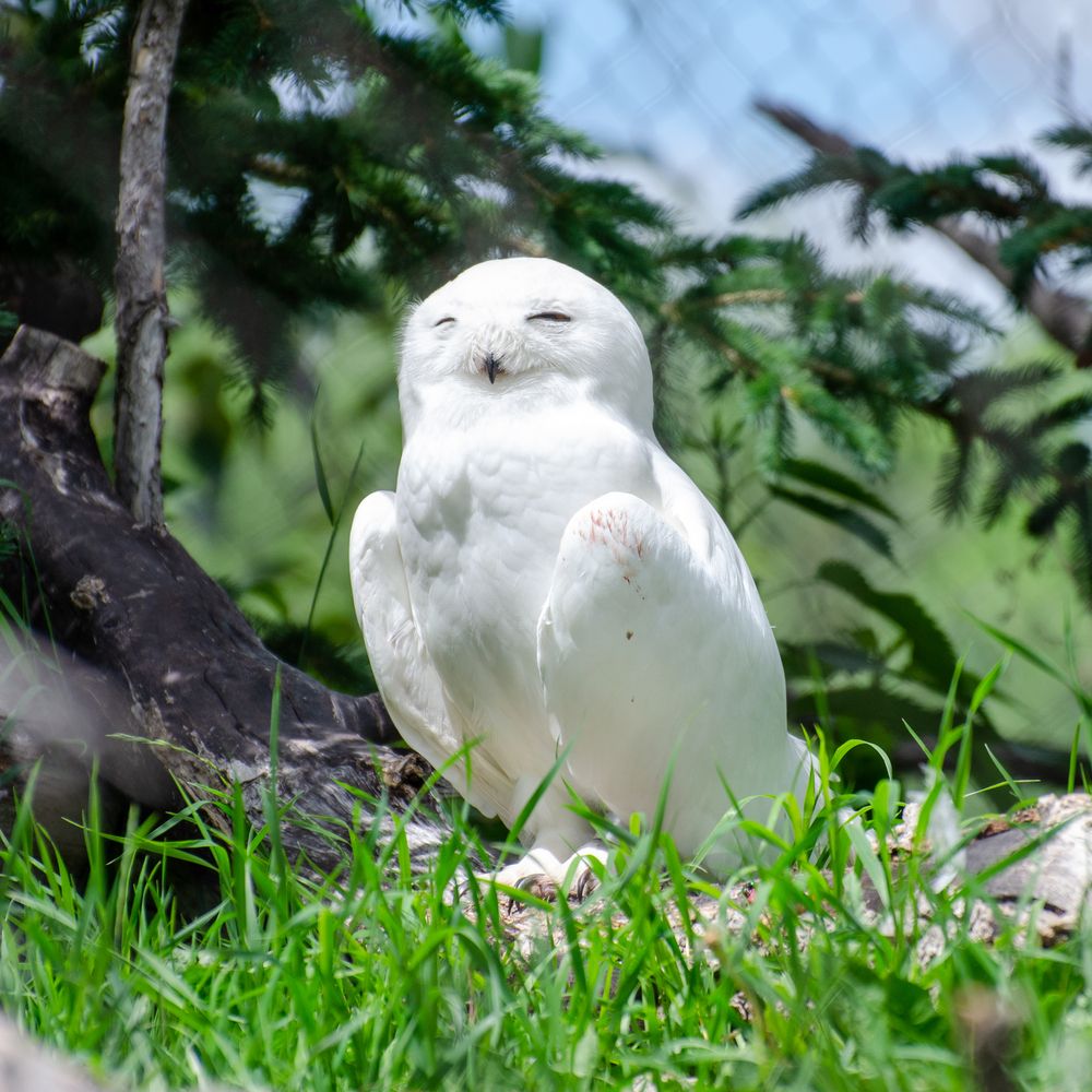 Snow owl at Assiniboine Park Zoo
