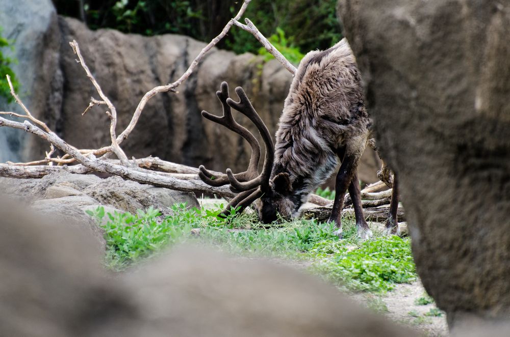 Reindeer at Assiniboine Park Zoo