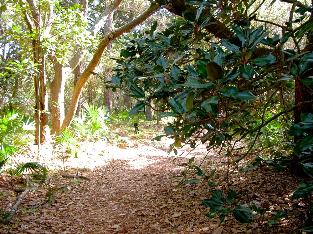 Trees at Audubon Bird Sanctuary