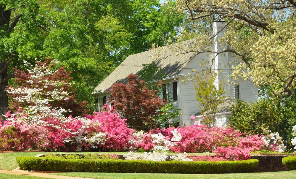 Vibrant flowers at Azalea Residential Historic District