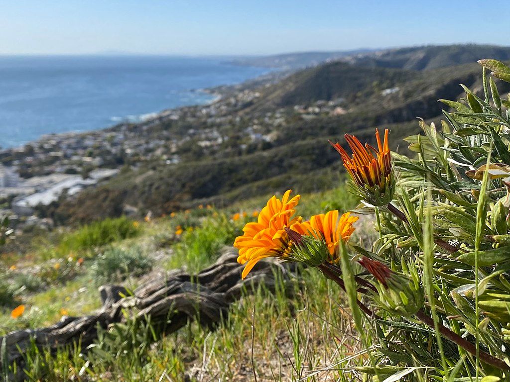 Flowers at Badlands Park, Laguna Niguel
