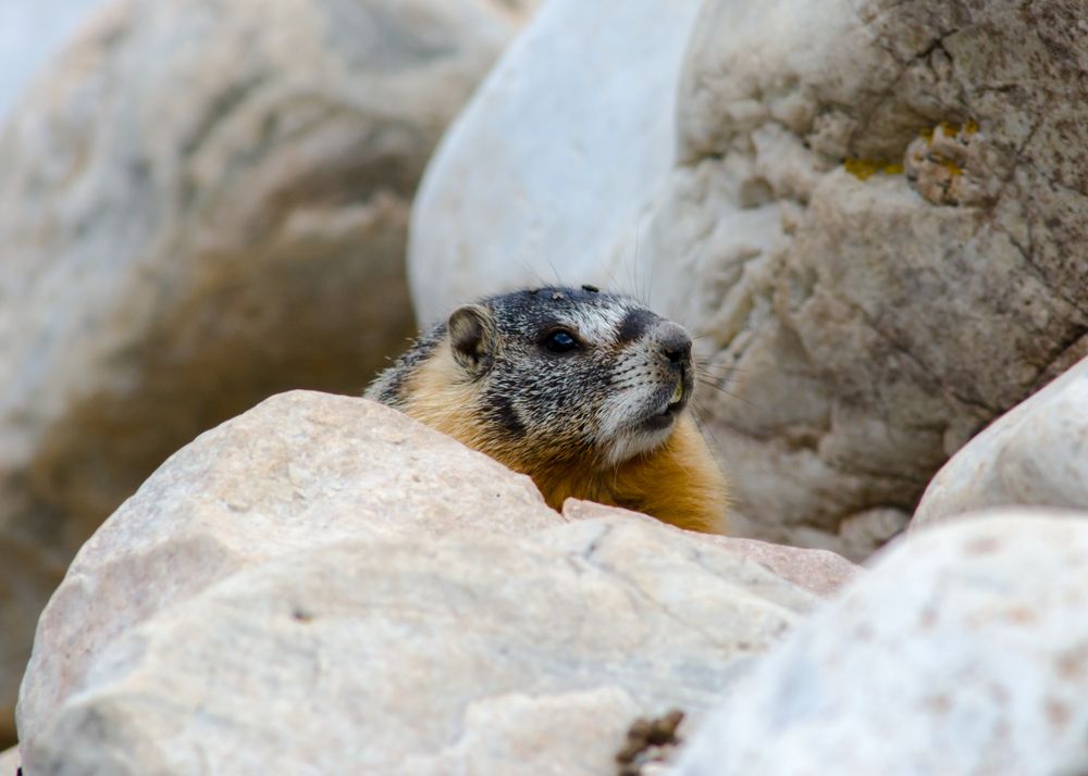 Marmot at Baker Creek Campground