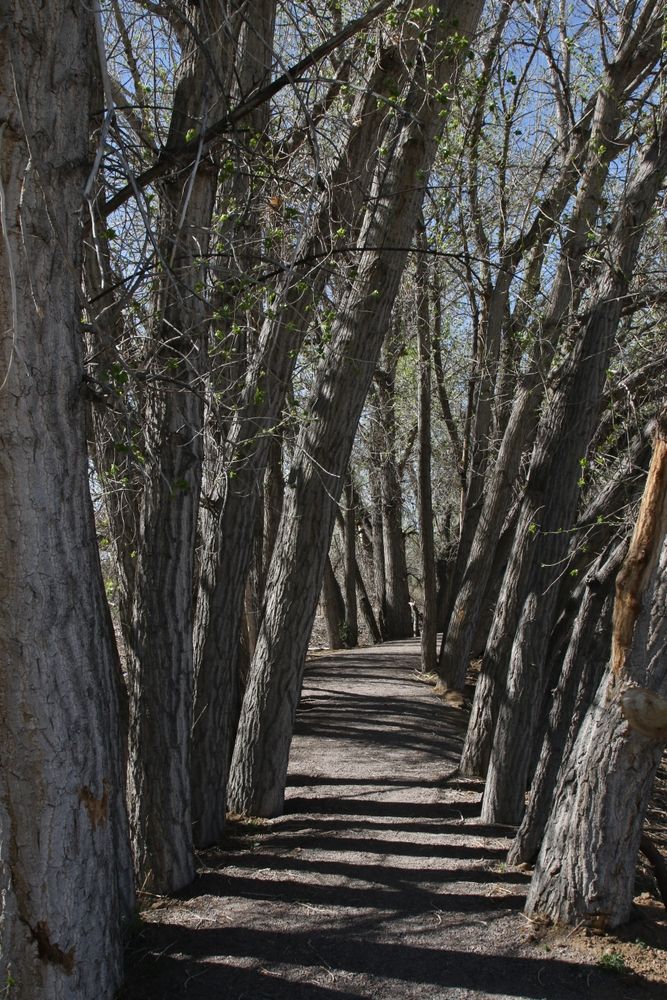 Trees lined up at the Barr Lake State Park in Brighton