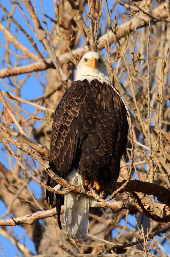Eagle at the Barr Lake State Park in Brighton