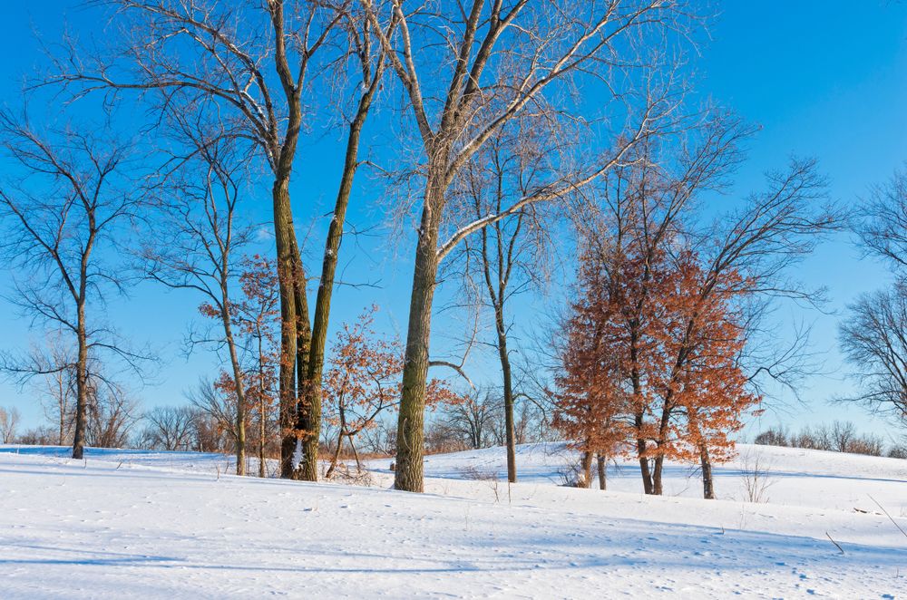 Battle Creek Regional Park during winter