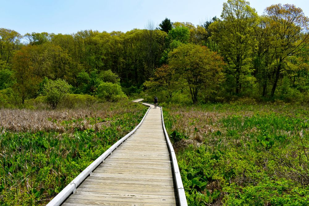 A cyclist cycling through the wooden paved path at Battle Road Trail