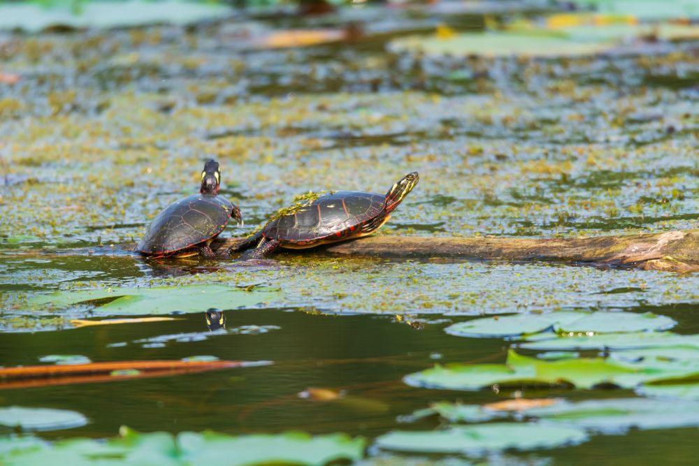 Turtles resting at Bay City State Park
