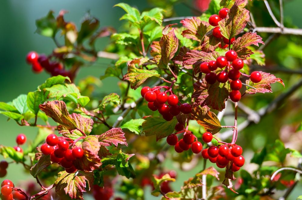 Winterberries at Bay City State Park