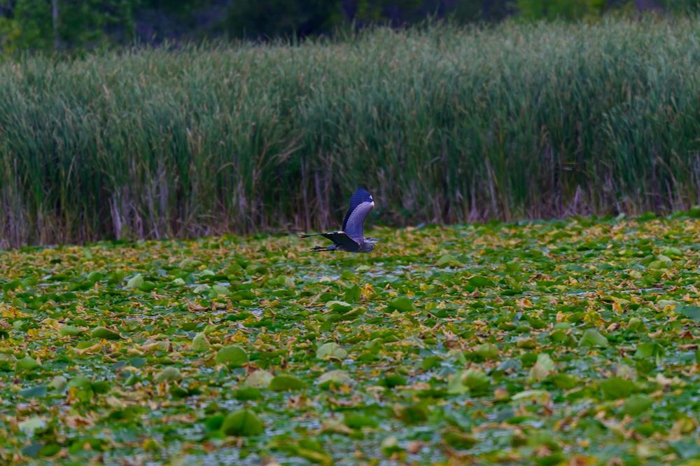 Blue heron flying over the marsh lands at Bay City State Park