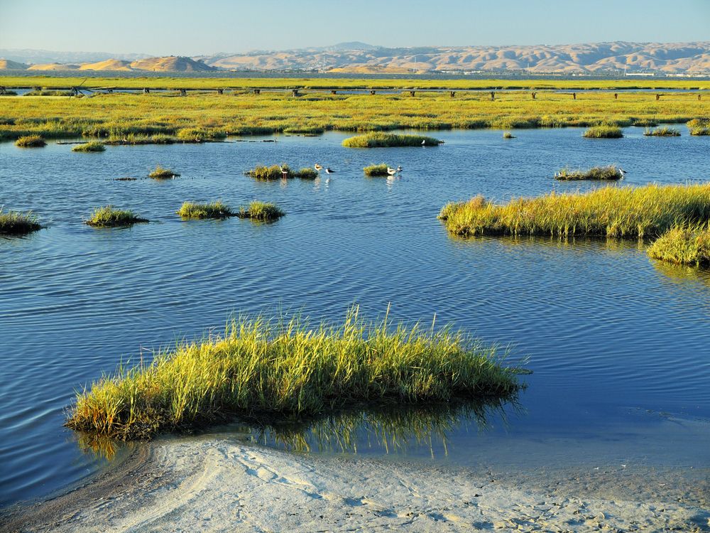Baylands Nature Preserve