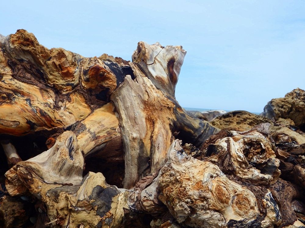 Driftwood at Headlands Beach State Park