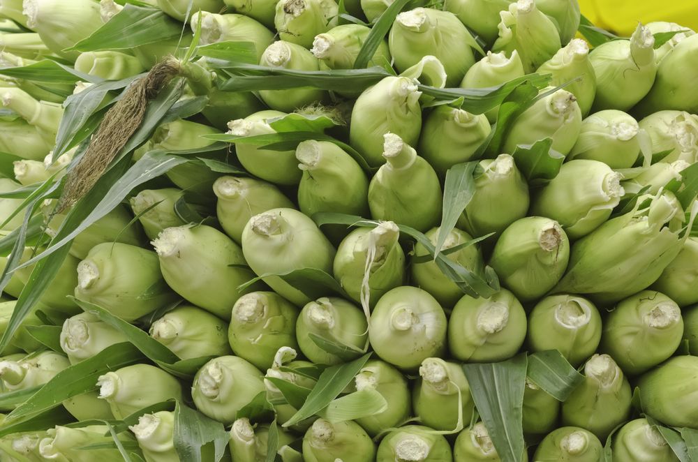 Corns at Beaverton Farmers Market