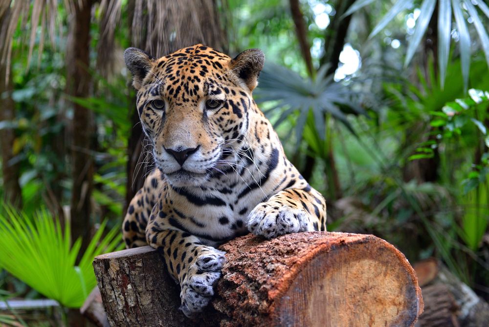 Jagura at Belize Zoo