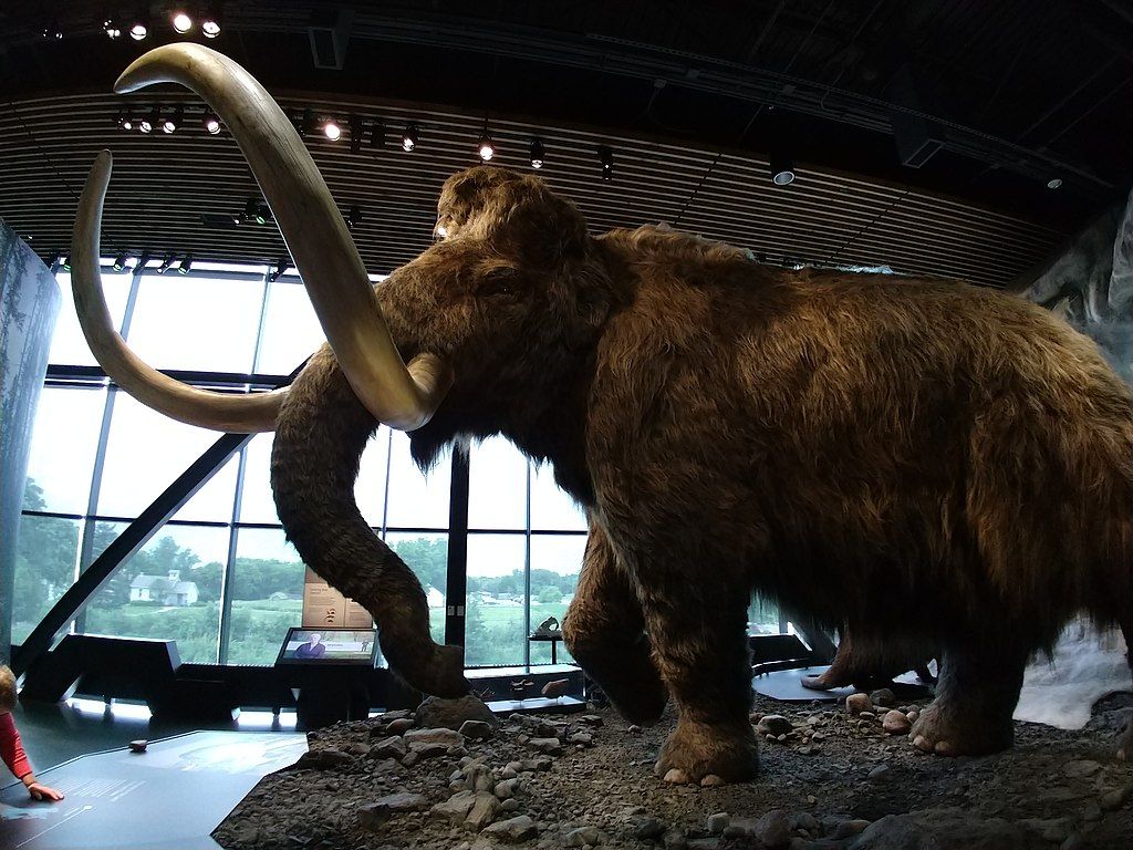 Exhibits at the Bell Museum