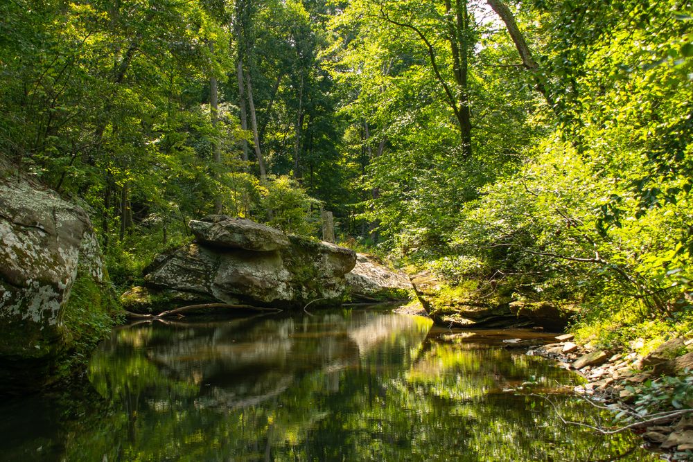 Creek at Bell Smith Springs Recreation Area