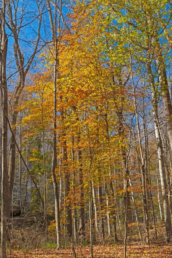 Tall trees at Bell Smith Springs Recreation Area during spring