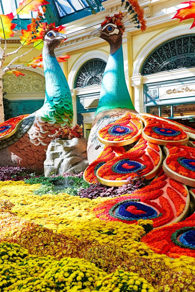 Peacock made out of vibrant flowers at Bellagio Conservatory & Botanical Gardens