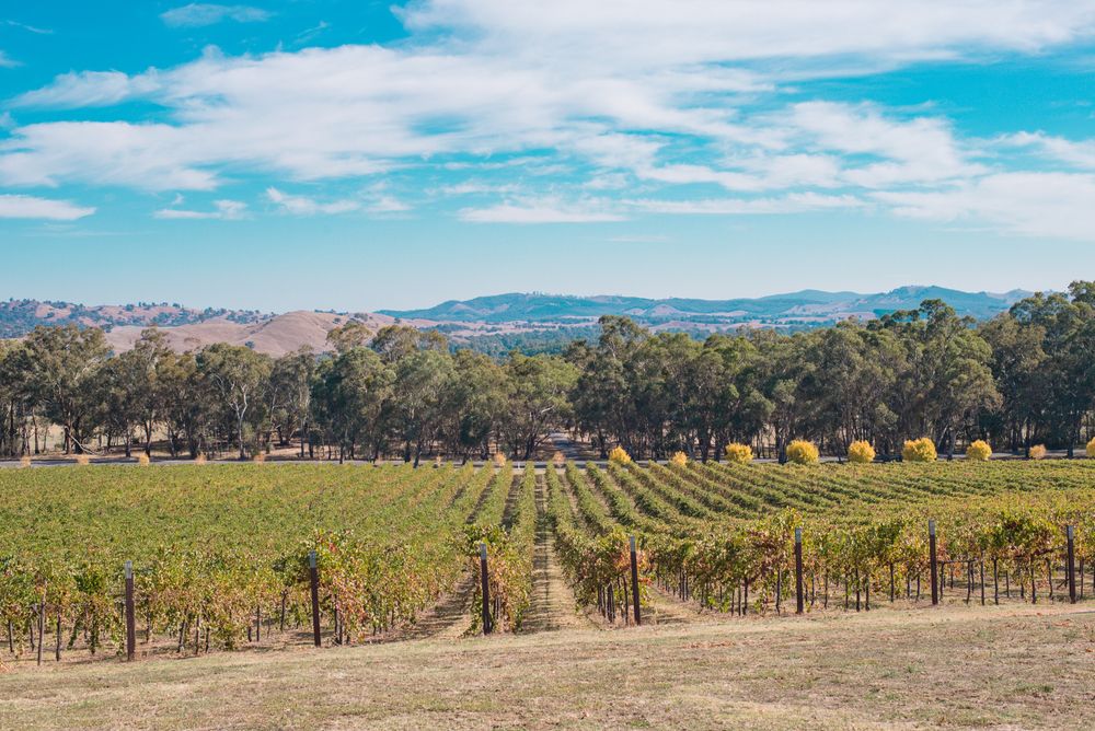 Vineyard of Bendigo Wine Region