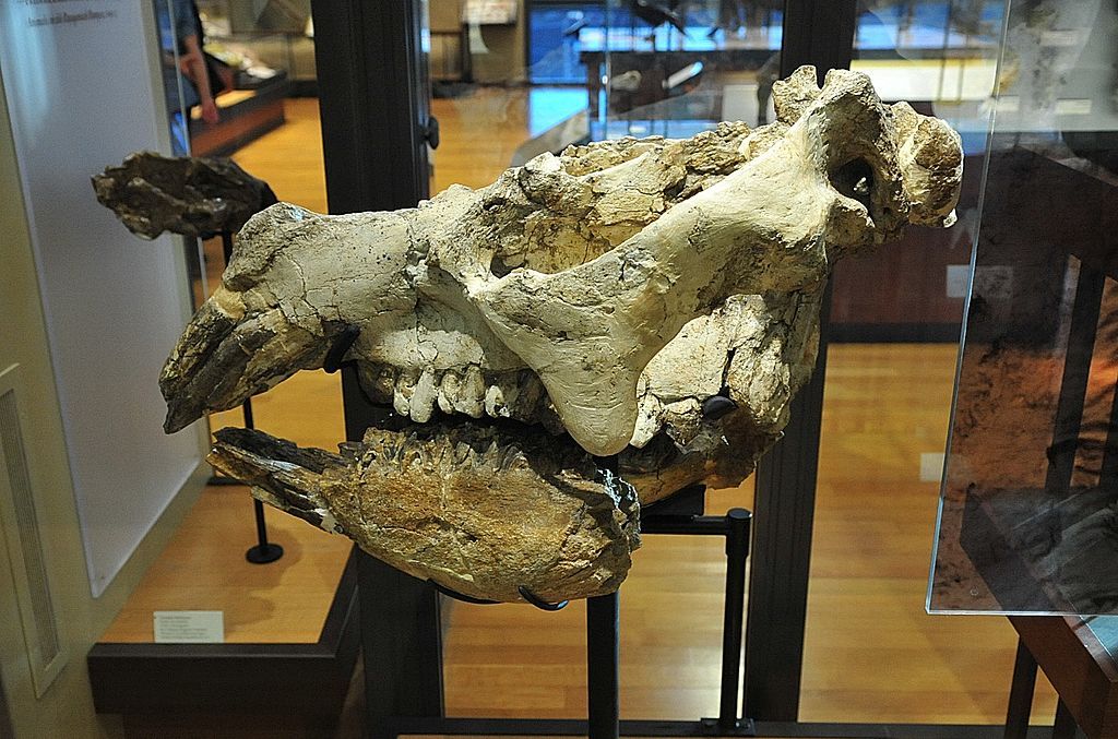 Beneski Museum of Natural History