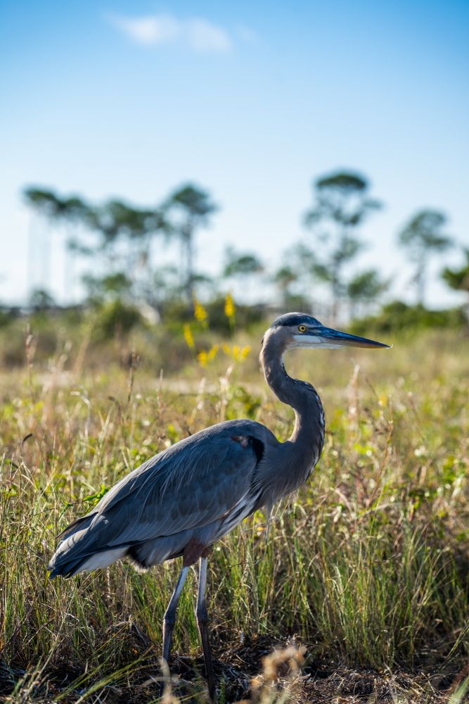 Pelican at Big Lagoon