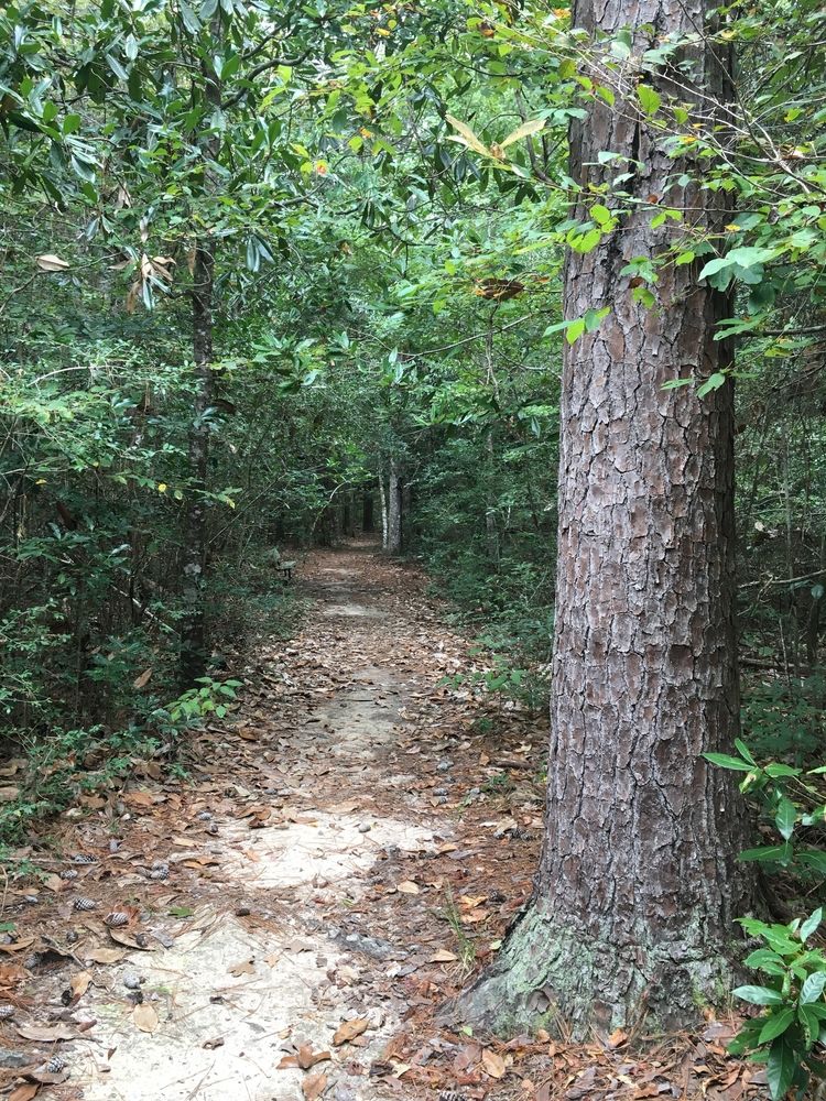 Trail along the Big Thicket National Preserve