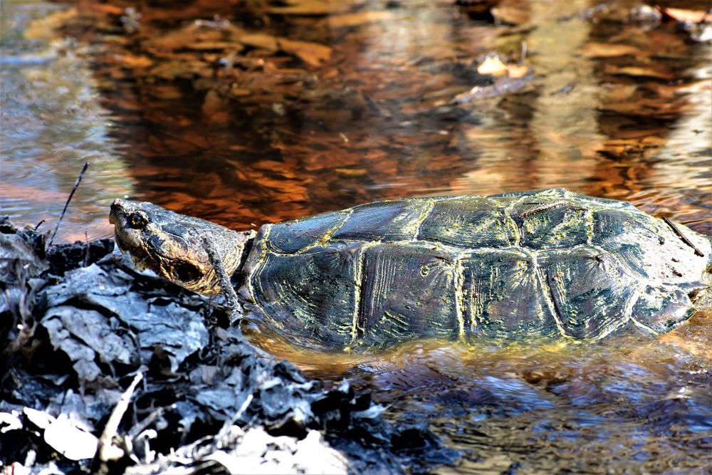 Turtle at Big Thicket National Preserve