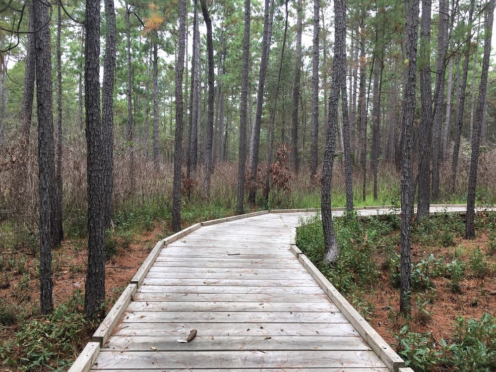 Boardwalk at Big Thicket National Preserve