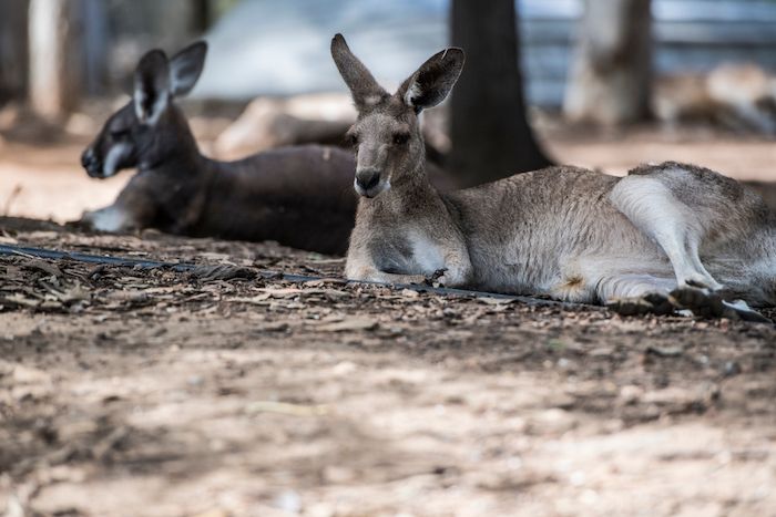Billabong Sanctuary