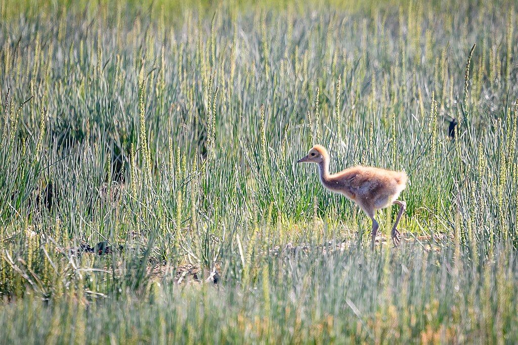 A small bird walking across the fields at Bishop's Beach Park