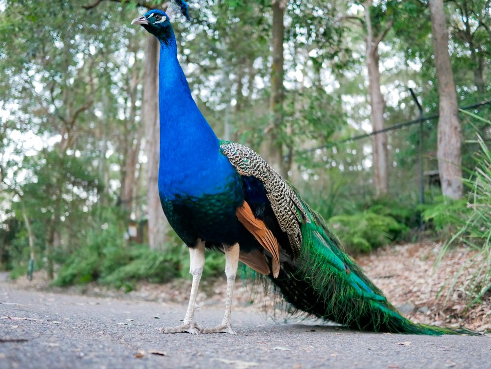 Prideful peacock at Blackbutt Reserve