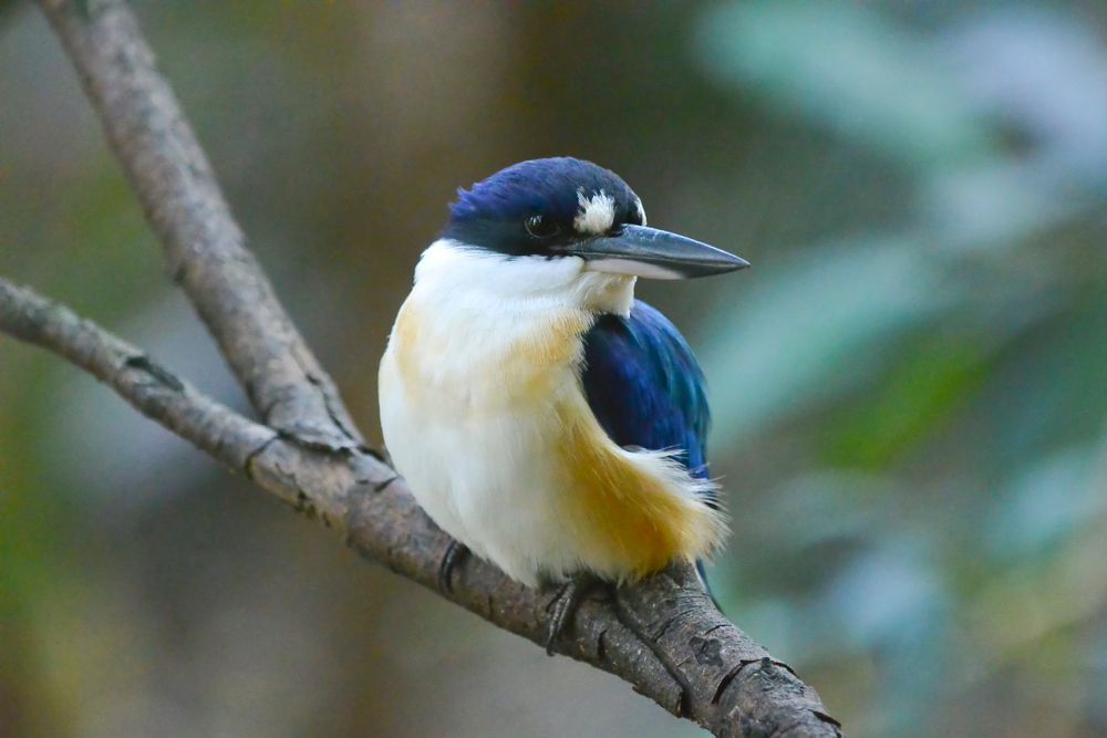 Closeup shot of a sparrow at Blackbutt Reserve