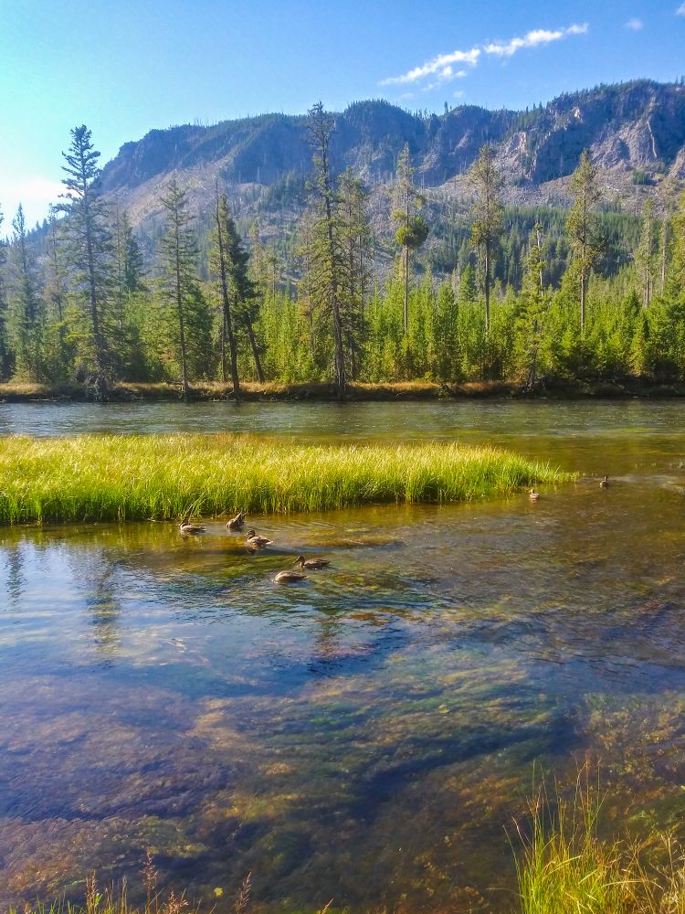 Picturesque view of the Blue Ribbon Fishing in the Madison River