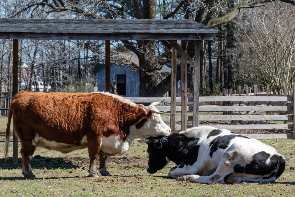 cows at Bluebird Gap Farm