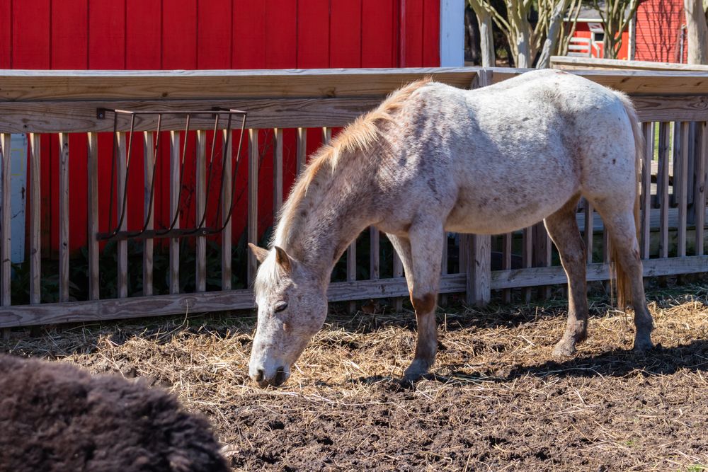 white horse in Bluebird Gap Farm