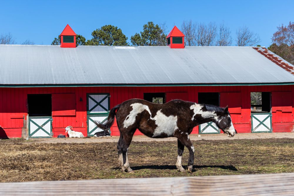 A horse at Bluebird Gap farm
