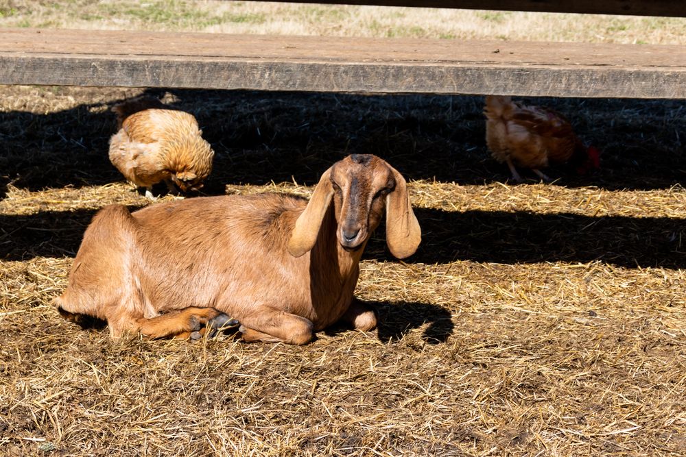 Bluebird Gap farm animals