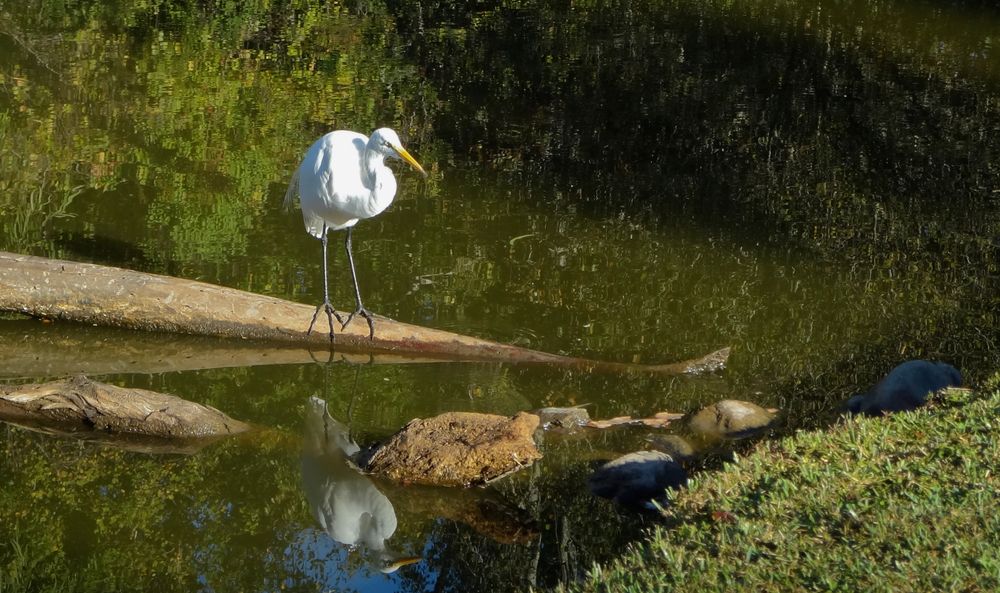 A great egret at Bluebonnet Swamp Nature Center
