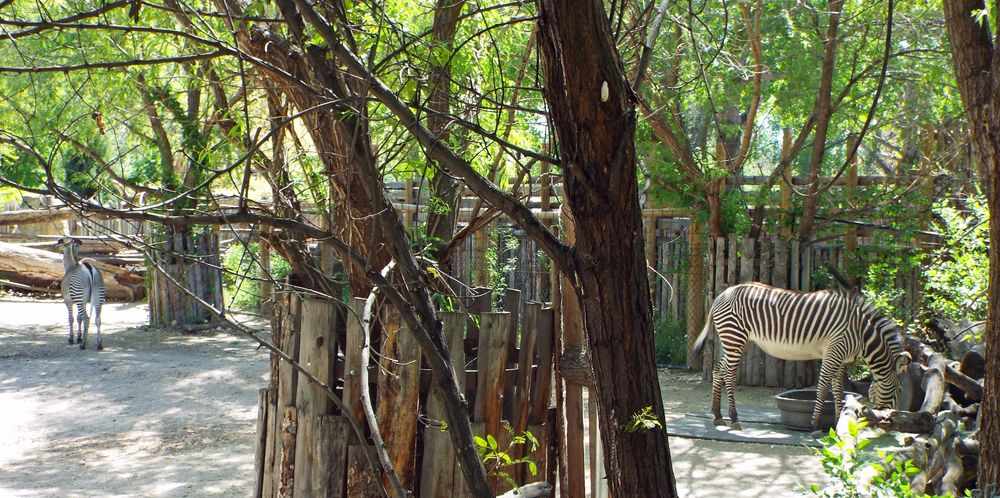 Zebras in Boise Zoo
